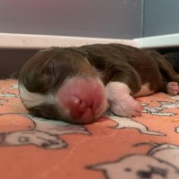 Red Tri Boy - Red tri-color male Miniature American Shepherd puppy in Meadows Of Dan, Virginia from Nashira