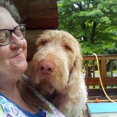 Igor - Spinone Italiano