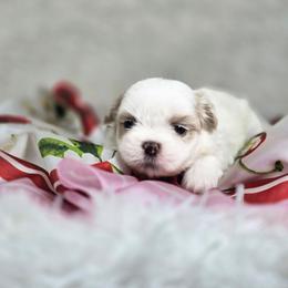Nala - Cream and white female Shih Tzu puppy in Hialeah, Florida from Jolie glz