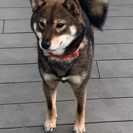 Drama - Shiba Inu