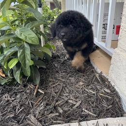 Bernedoodle and Goldendoodle Puppies from OHDoodles FL