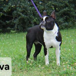 Ziva - Boston Terrier