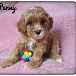 Penny - Apricot female Cavapoo puppy in Mission, Texas from Sharyland Pets