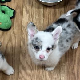 American Corgi puppies from Chisholm Trail Kennels