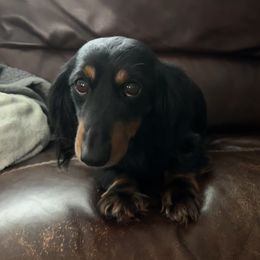 Gracie - Dachshund