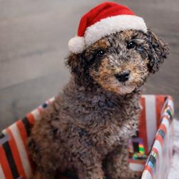 Apple Pie - Merle female Goldendoodle puppy in Everett, Washington from Pawlydoodles