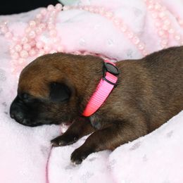 Belgian Malinois Puppies from Pyrex Kennels
