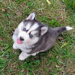 Gino - Black and white male Pomsky puppy in Charlotte, Michigan from Moore Pomskies