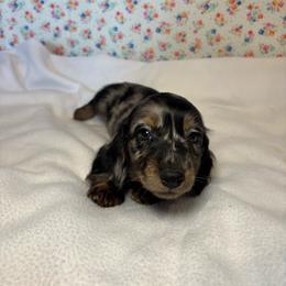 Jasper - Dapple male Dachshund puppy in Mountain Grove, Missouri from Happy Hounds