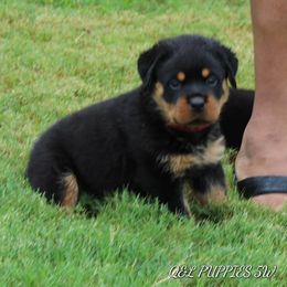 Rottweiler Puppies from Foundation's Rottweiler