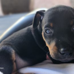 Doberman Pinscher and Miniature Pinscher Puppies from 305dobiez