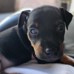 Doberman Pinscher and Miniature Pinscher Puppies from 305dobiez