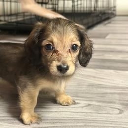 Dachshund Puppies from KJRC Kennels