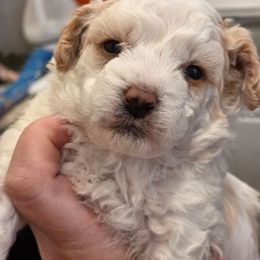 Baby boy - Parti male Poodle puppy in Louisville, Mississippi from Cindy's Poodles