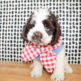 Max - Brown and white male Cockapoo puppy in Rattan, Oklahoma from Double M Cocker Spaniels