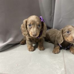 Dachshund Puppies from Dreaming of Dachshunds