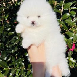 Theo - White male Pomeranian puppy in Hot Springs, Arkansas from Pomeranian Empire