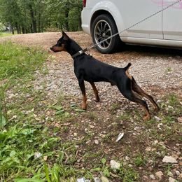 Dobi - Miniature Pinscher