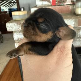 Boy 1 - Black and tan male Cavalier King Charles Spaniel puppy in Colfax, California from Gold Country Cavaliers