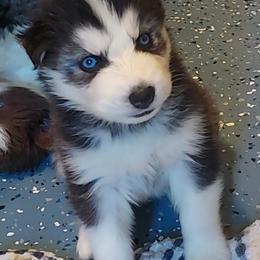 Nefaria - Black and white female Siberian Husky puppy in Savannah, Georgia from Stacy's Siberian Huskies