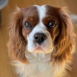 Cavalier King Charles Spaniels from Hanai Cavaliers