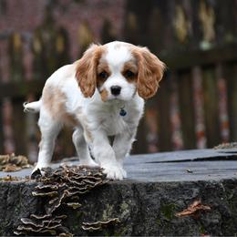 Alfie - Blenheim male Cavalier King Charles Spaniel puppy in Hixson, Tennessee from Erickson Cavaliers