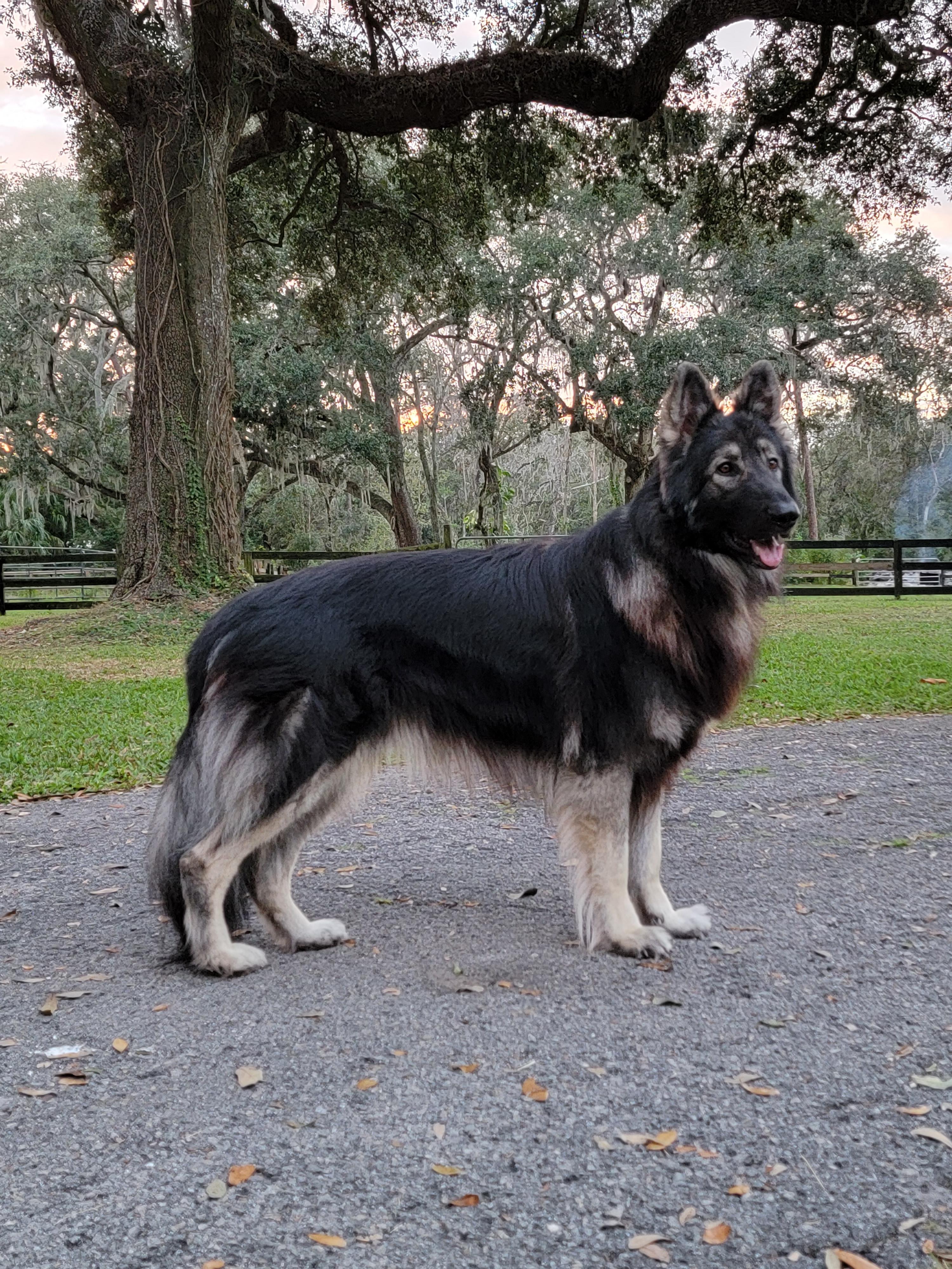 Cyrus