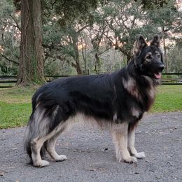 Cyrus - Shiloh Shepherd
