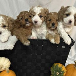Cavapoos from Tiffani's Cavapoos