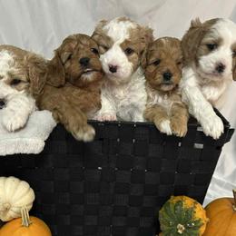 Cavapoos from Tiffani's Cavapoos