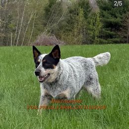 Ripley - Australian Cattle Dog