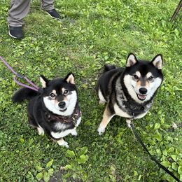 Shiba Inu Puppies from Hillsdale Shiba Inu