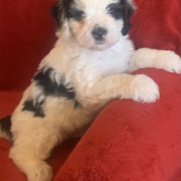 Bernedoodle Puppies from Hilary’s Doodle Ranch