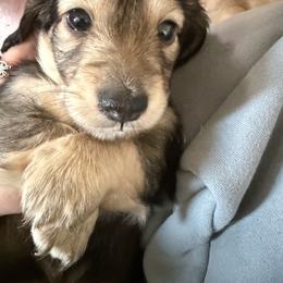 Cream Sable Longhair Male, Landon. 4000 - Cream male Dachshund puppy in Fenton, Michigan from Always Darling Dachshunds