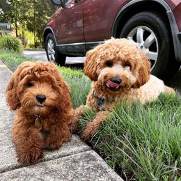 Goldendoodles and Golden Retrievers from Stay Golden