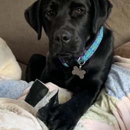 Labrador Retriever Puppies from pinecrest kennels