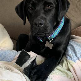 Labrador Retriever Puppies from pinecrest kennels