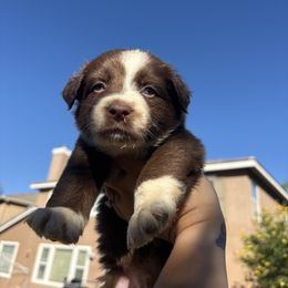 Boy 2 - male Australian Shepherd puppy in Murrieta, California from So Fetch Aussies