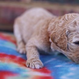 Poodle Puppies from Moss’ Poodles