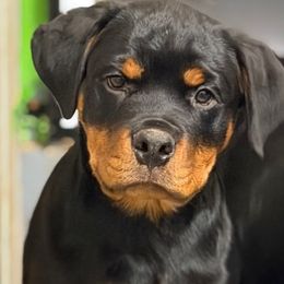 Wonka - Black and rust male Rottweiler puppy in Marysville, Washington from Kevin's Rottweilers