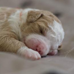 Sienna - Red female Bernedoodle puppy in Springtown, Texas from North Texas Puppies