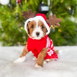 Cypress - Red  male Goldendoodle puppy in Sterling, Illinois from Charley's Goldendoodles