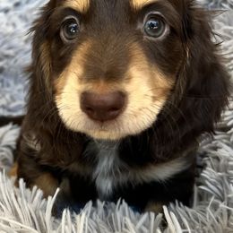 Cake - Chocolate and tan male Dachshund puppy in Highland, California from BAES Teufelshunde