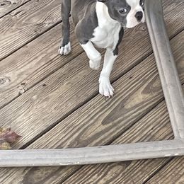 Boston Terrier Puppies from Bill's Boston Babies