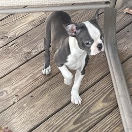 Boston Terrier Puppies from Bill's Boston Babies