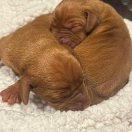 Male 7 - Golden rust male Vizsla puppy in Windsor, Maine from Pleasant Ridge