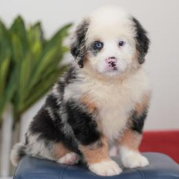 Taffy - Blue merle female Bernedoodle puppy in Dundee, Ohio from Down Home Doodle