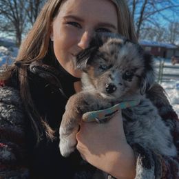 Miniature Australian Shepherd Puppies from Broken T Australian Shepherds