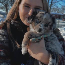 Miniature Australian Shepherd Puppies from Broken T Australian Shepherds
