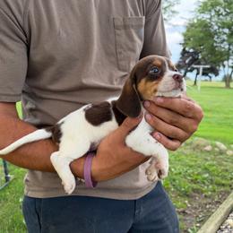 Girl 4 - Red black and white female Beagle puppy in Hudson, Michigan from Bachman’s Kennel